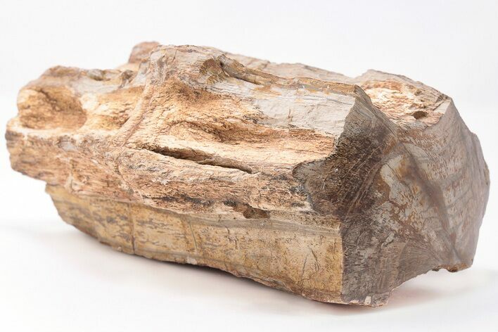 Devonian Petrified Wood From Oklahoma - Oldest True Wood #198035